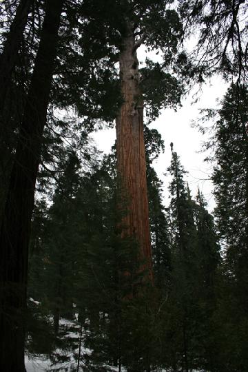 20-Sequoia 0015.JPG